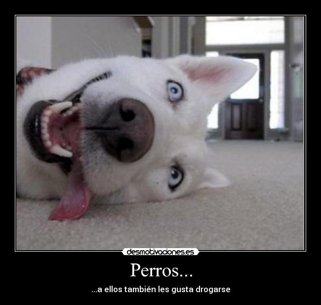 Perros... - ...a ellos también les gusta drogarse