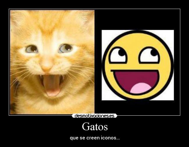 Gatos - 