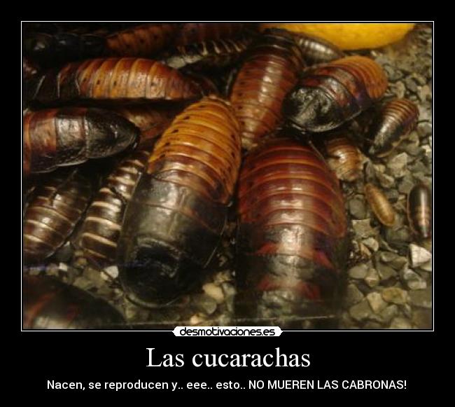 carteles cucarachas desmotivaciones