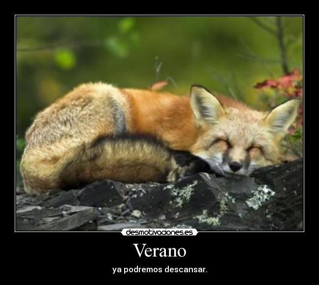 carteles verano desmotivaciones descansar zorro dormir desmotivaciones