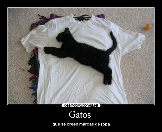 Gatos  - que se creen marcas de ropa