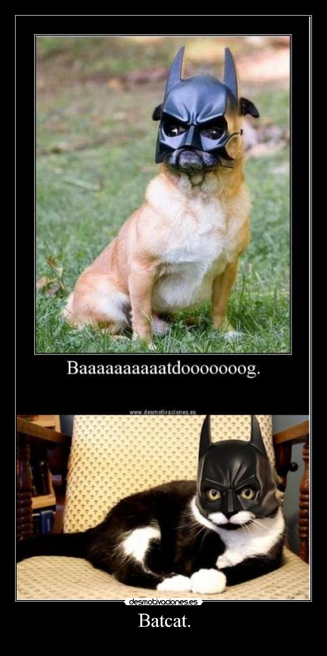 Batcat. -