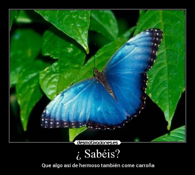 ¿ Sabéis? - Que algo así de hermoso también come carroña