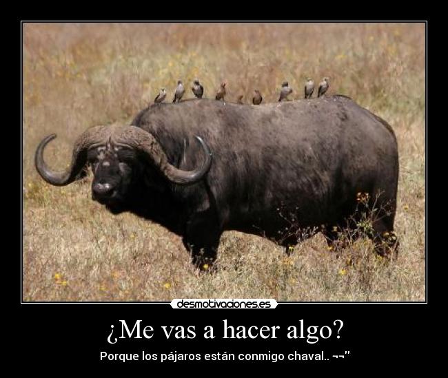 ¿Me vas a hacer algo? - Porque los pájaros están conmigo chaval.. ¬¬