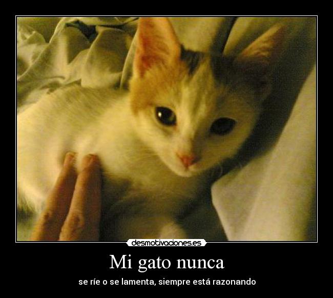 Mi gato nunca - se ríe o se lamenta, siempre está razonando