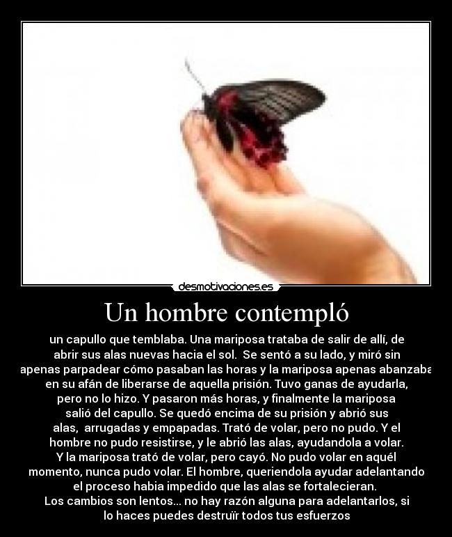 carteles mariposa desmotivaciones