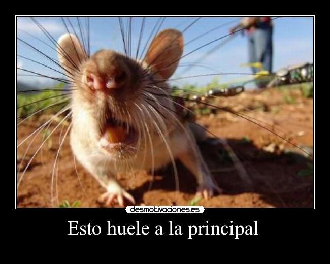 Esto huele a la principal  - 