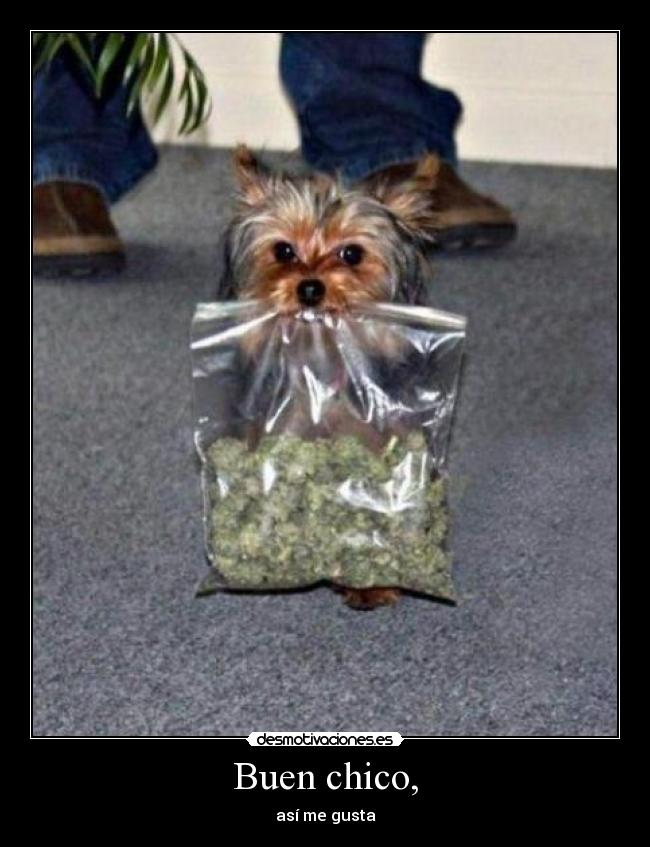 Buen chico, - 