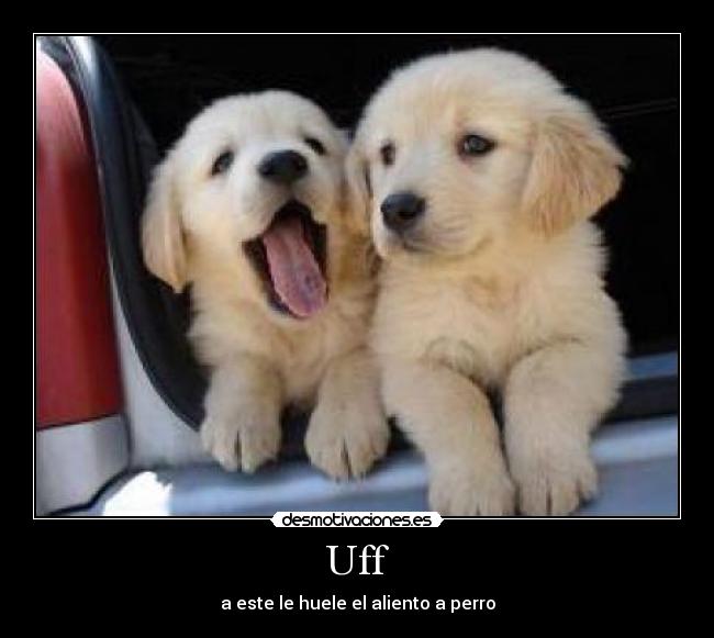 Uff - a este le huele el aliento a perro
