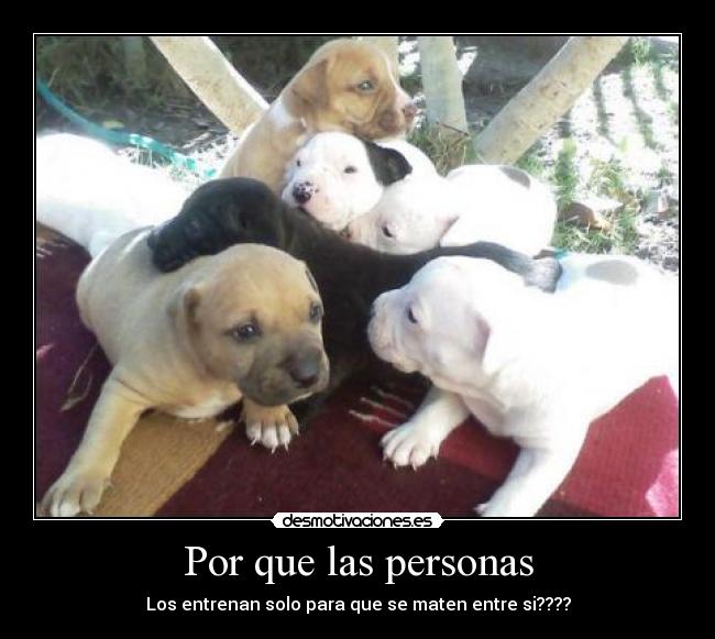 carteles perro desmotivaciones