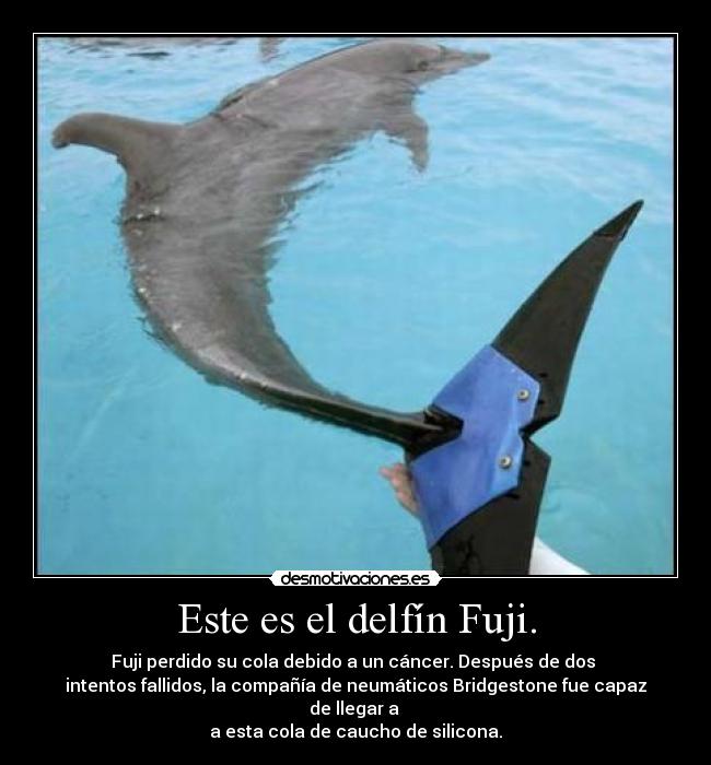 carteles delfin fuji desmotivaciones