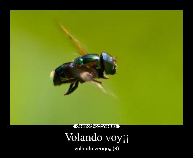 Volando voy¡¡ - 