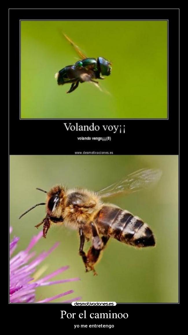 Por el caminoo - yo me entretengo