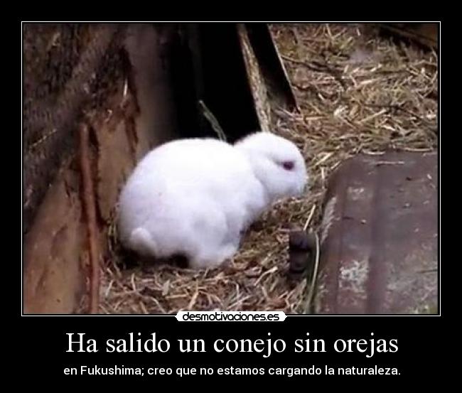 Ha salido un conejo sin orejas -