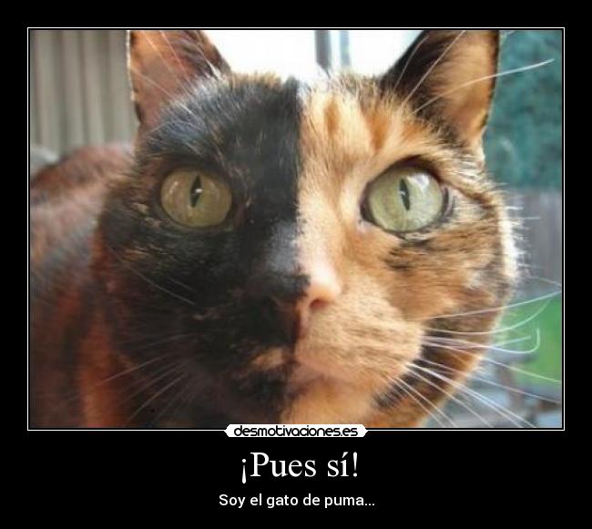 carteles gato desmotivaciones