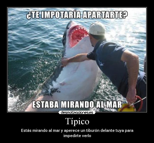 Típico - Estás mirando al mar y aperece un tiburón delante tuya para impedirte verlo