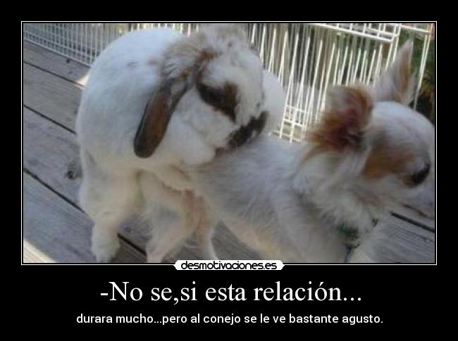 -No se,si esta relación... - durara mucho...pero al conejo se le ve bastante agusto.