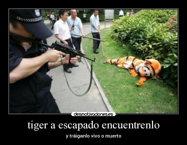 tiger a escapado encuentrenlo - y tráiganlo vivo o muerto