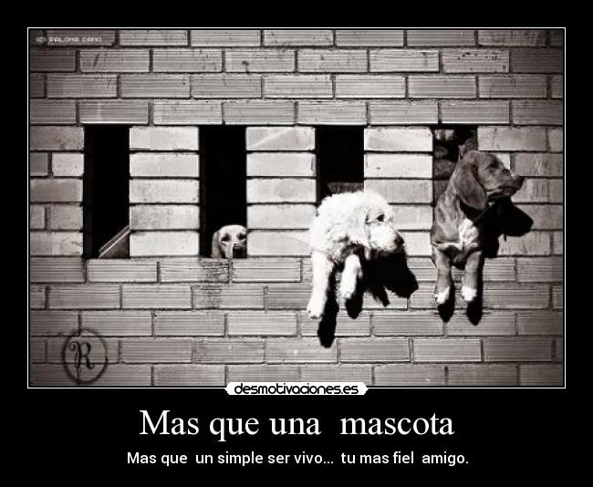 Mas que una mascota -