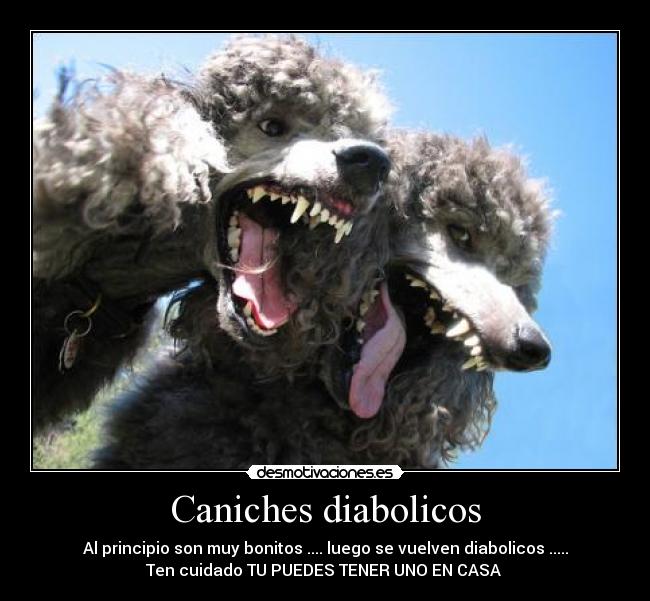 carteles perros desmotivaciones