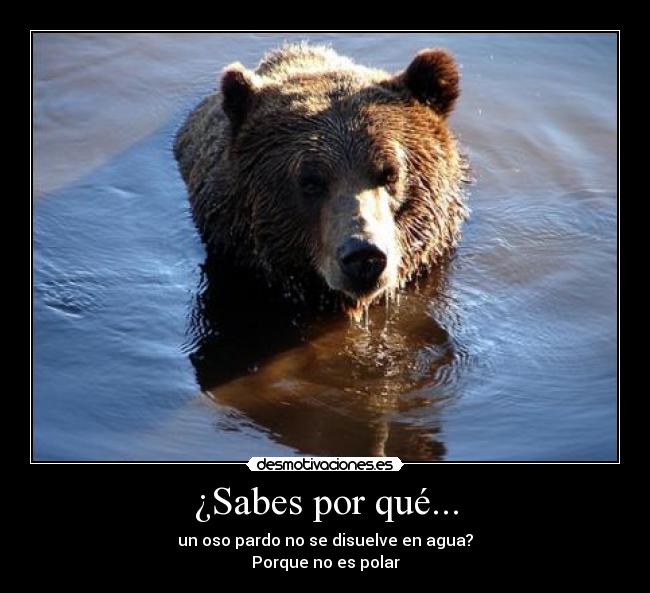 ¿Sabes por qué... - un oso pardo no se disuelve en agua?
Porque no es polar
