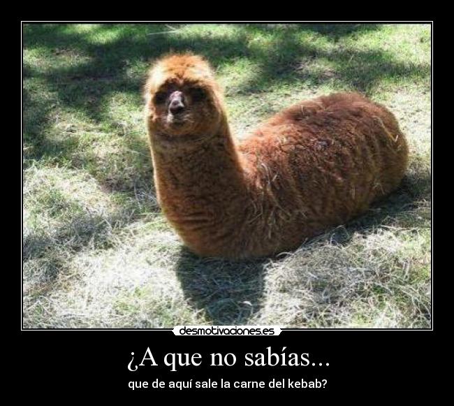 ¿A que no sabías... - que de aquí sale la carne del kebab?