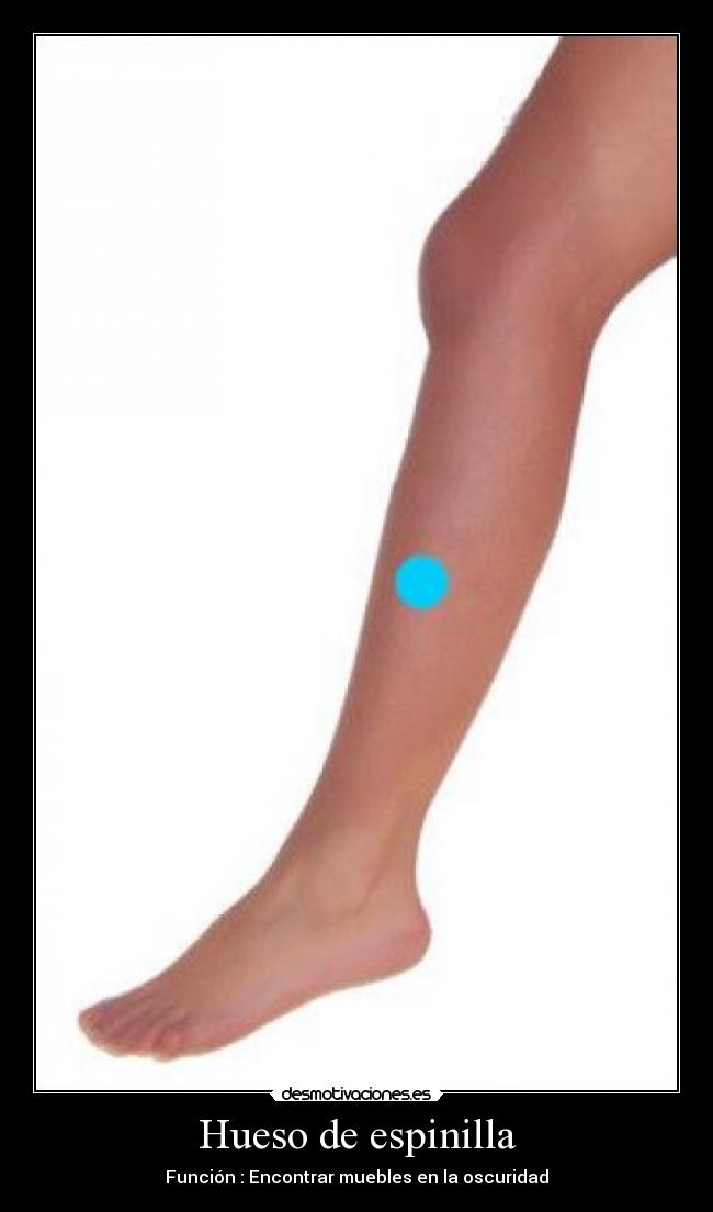 Hueso de espinilla - Función : Encontrar muebles en la oscuridad