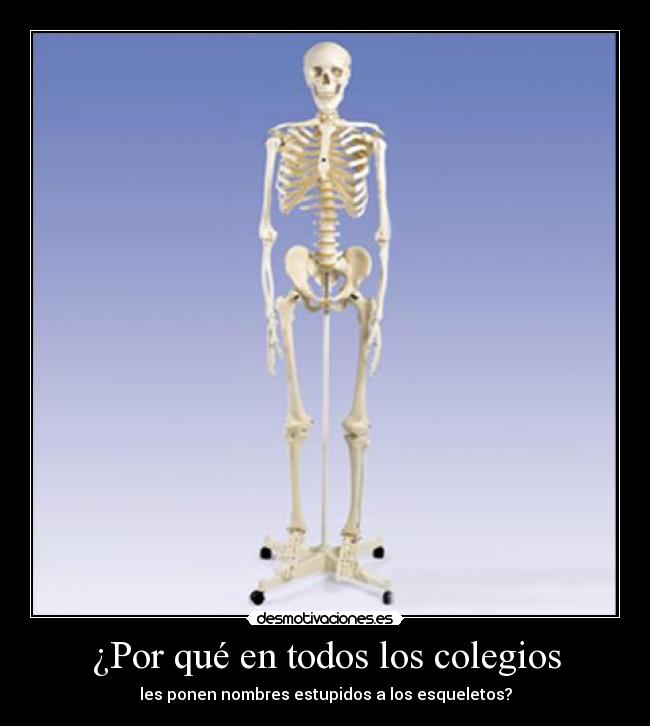 carteles esqueletos clase desmotivaciones