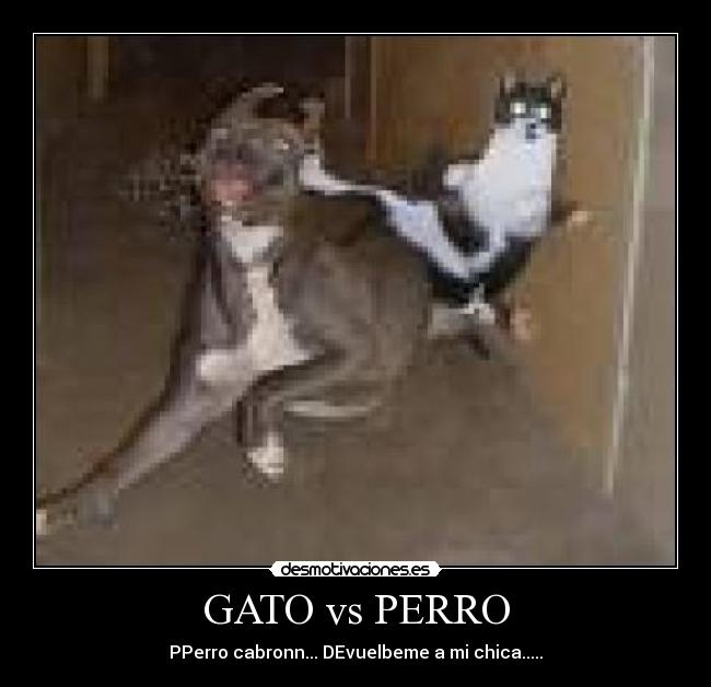 GATO vs PERRO -