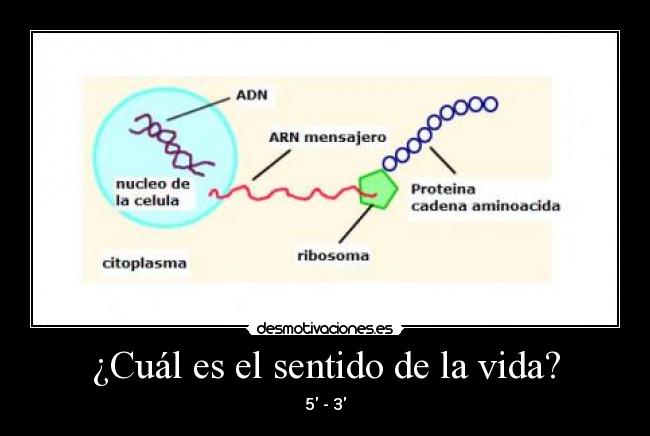 ¿Cuál es el sentido de la vida? - 5 - 3