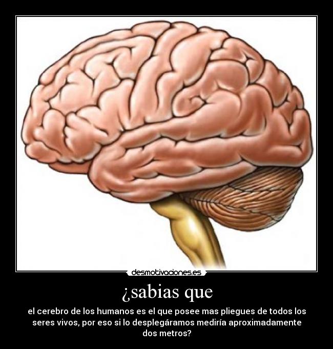 ¿sabias que - el cerebro de los humanos es el que posee mas pliegues de todos los
seres vivos, por eso si lo desplegáramos mediría aproximadamente
dos metros?