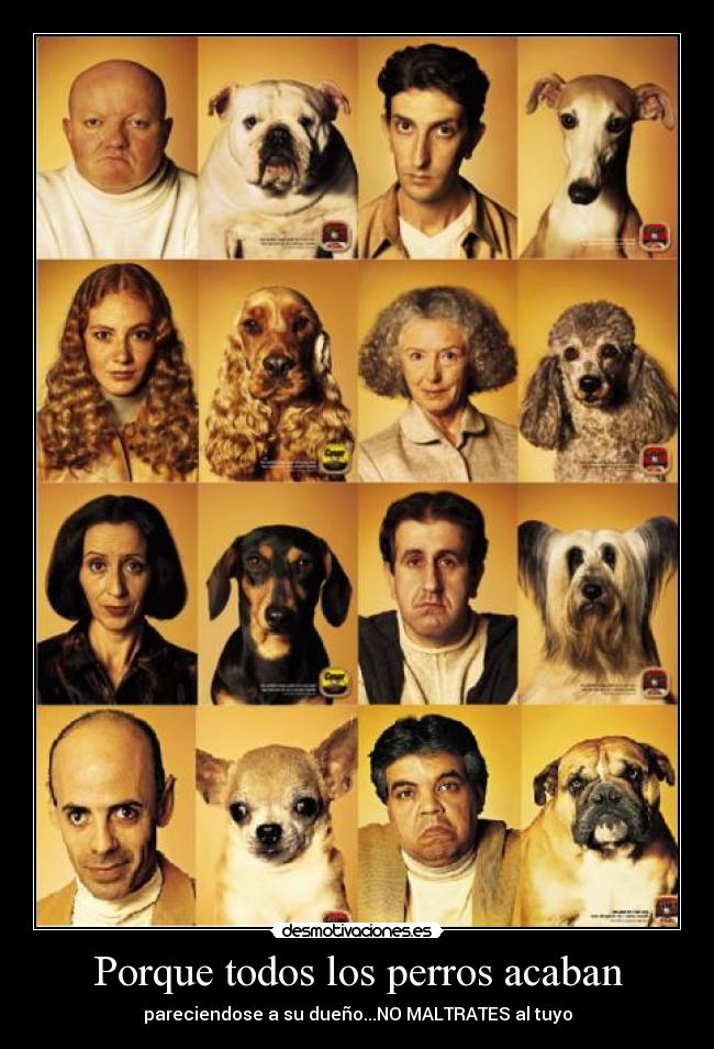 Porque todos los perros acaban - pareciendose a su dueño...NO MALTRATES al tuyo