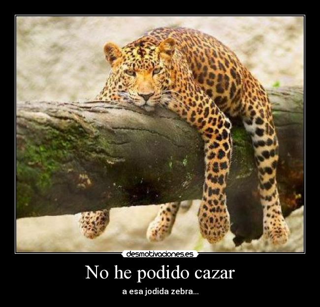 No he podido cazar - a esa jodida zebra...