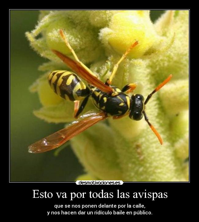 Esto va por todas las avispas -