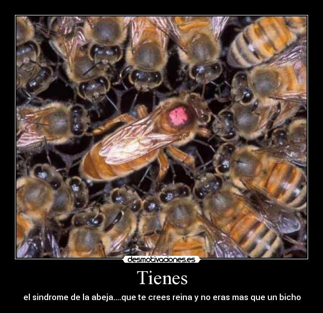 Tienes - 