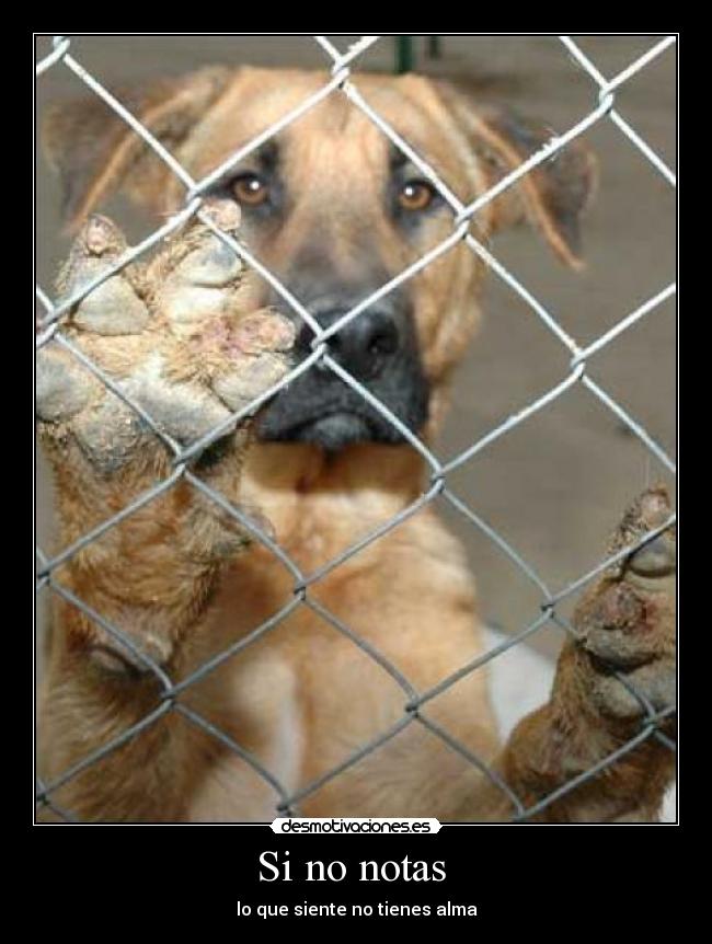Si no notas  - lo que siente no tienes alma