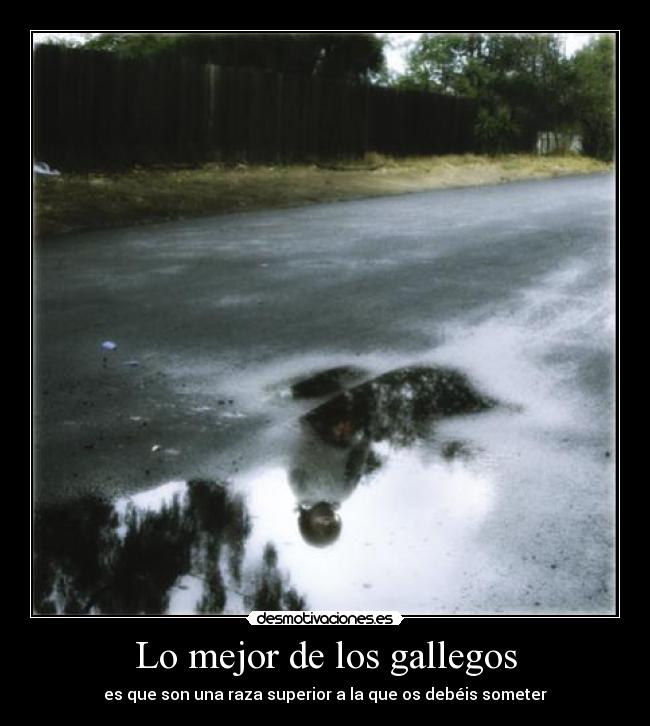 Lo mejor de los gallegos - es que son una raza superior a la que os debéis someter