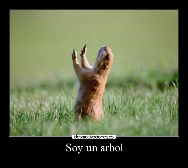 Soy un arbol - 