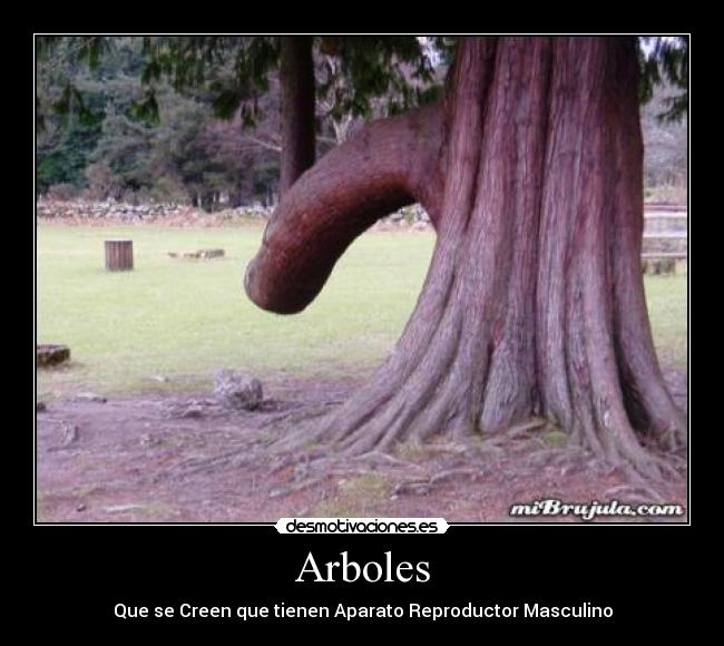 Arboles - Que se Creen que tienen Aparato Reproductor Masculino