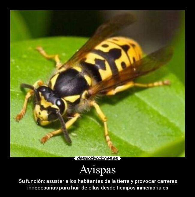 Avispas - Su función: asustar a los habitantes de la tierra y provocar carreras
innecesarias para huir de ellas desde tiempos inmemoriales