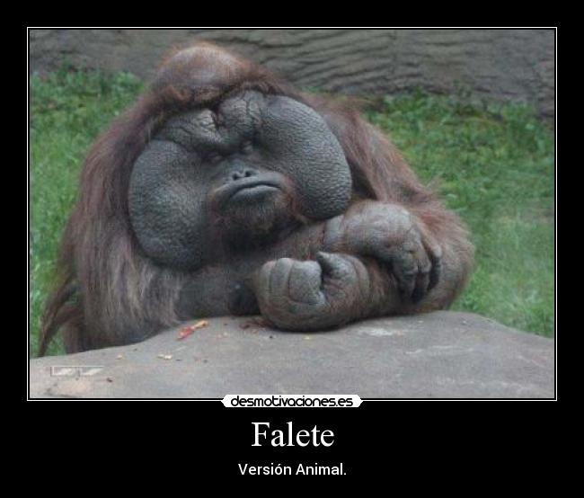 Falete - Versión Animal.