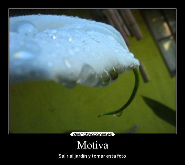 Motiva - Salir al jardín y tomar esta foto