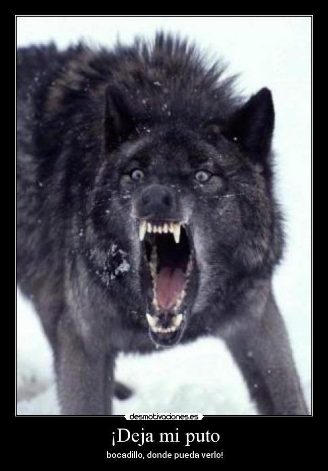 ¡Deja mi puto -