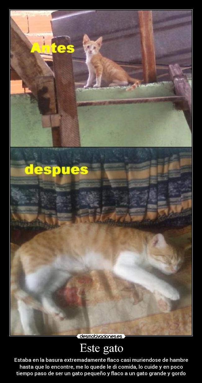Este gato -