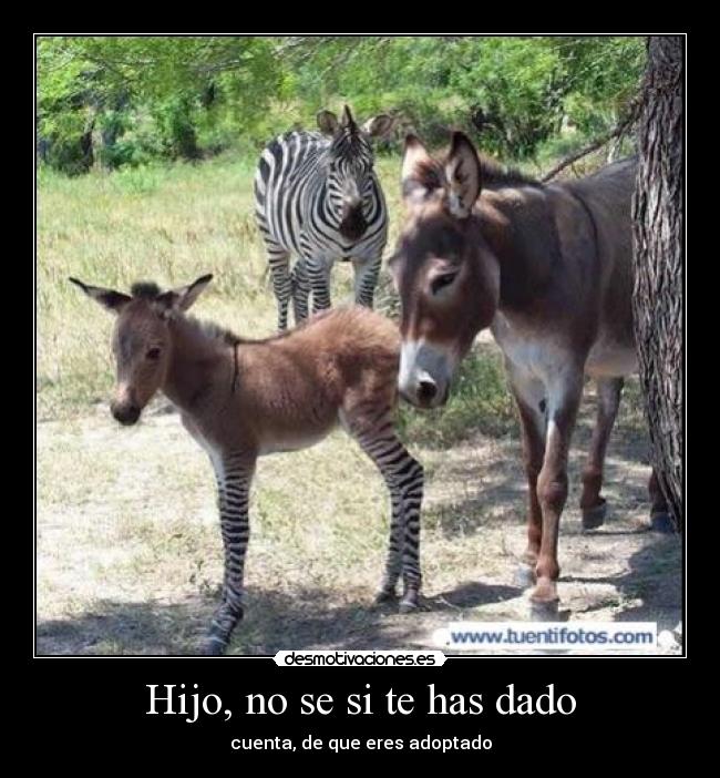 Hijo, no se si te has dado - cuenta, de que eres adoptado