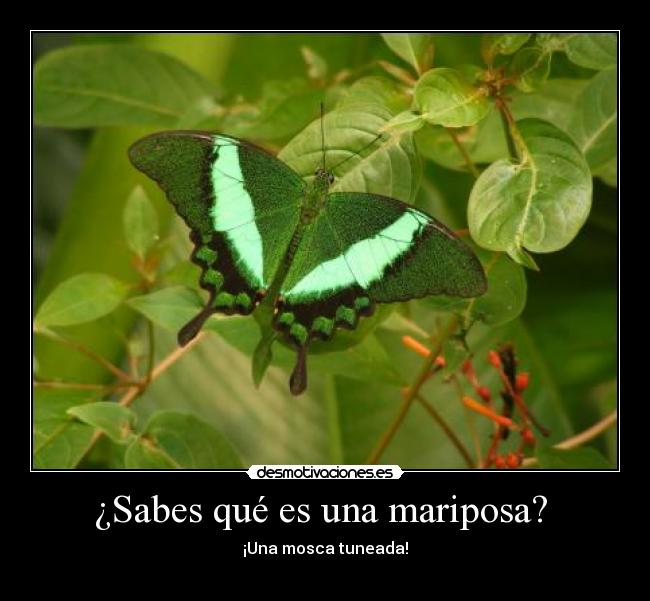 ¿Sabes qué es una mariposa?  - ¡Una mosca tuneada!
