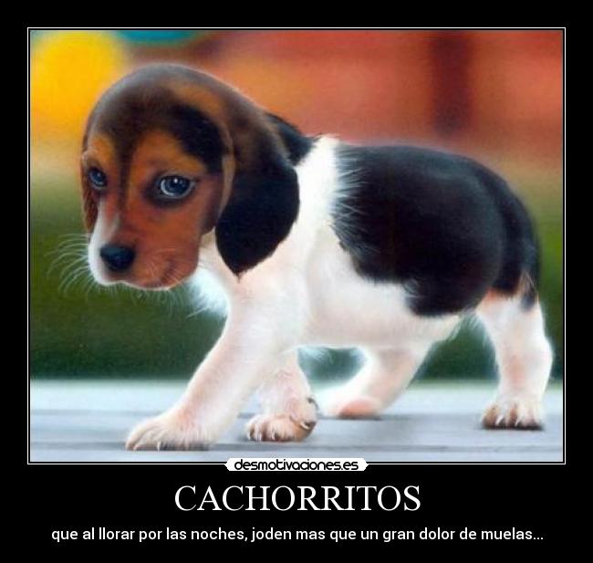 CACHORRITOS - que al llorar por las noches, joden mas que un gran dolor de muelas...