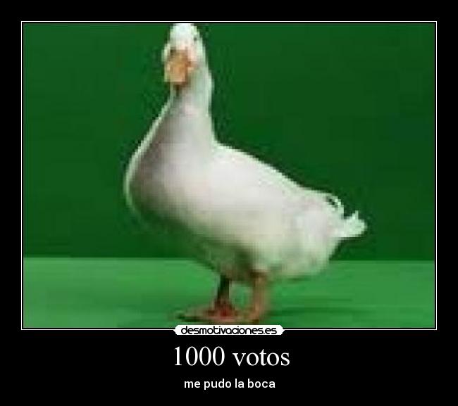 1000 votos -