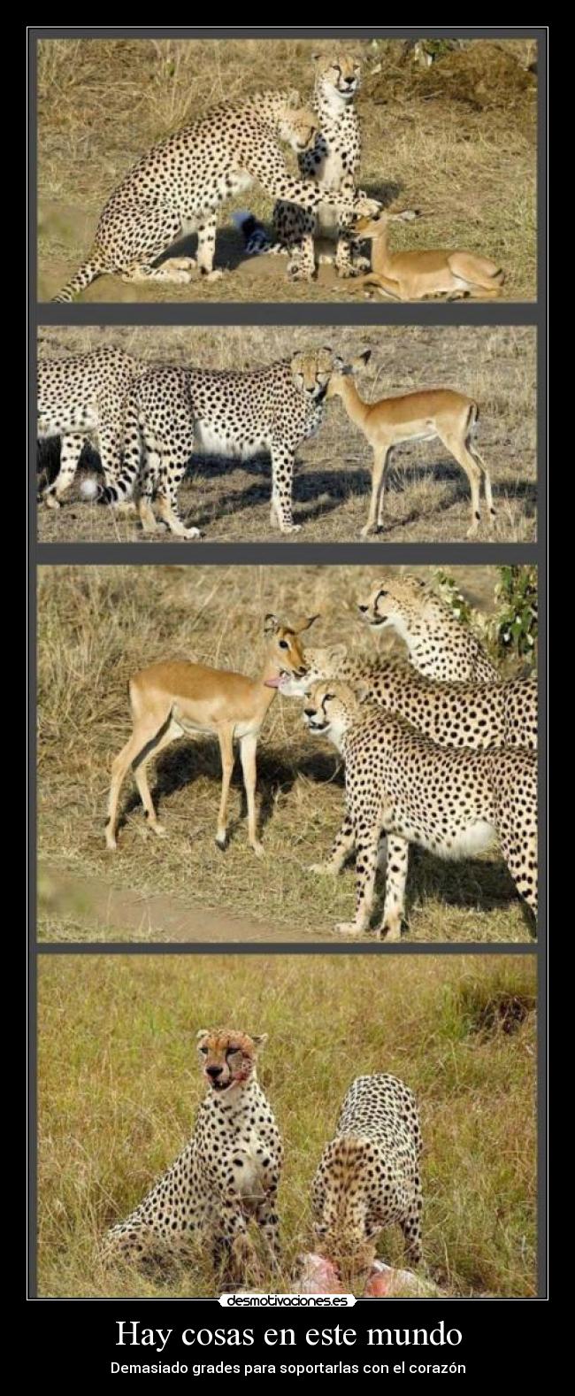 Hay cosas en este mundo - Demasiado grades para soportarlas con el corazón