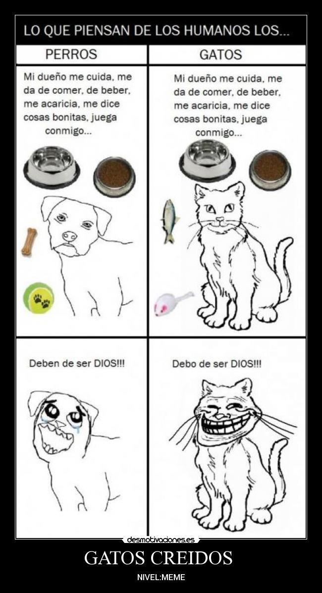 GATOS CREIDOS -